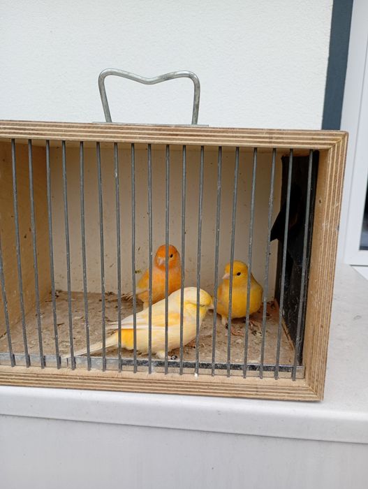 Sprzedam kanarki samce 70zł