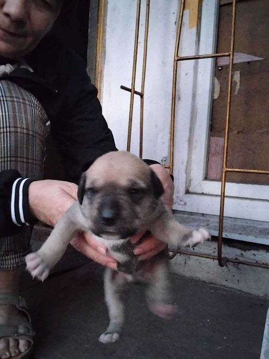 Продам гарних малят породи Піт-бультер'єр.