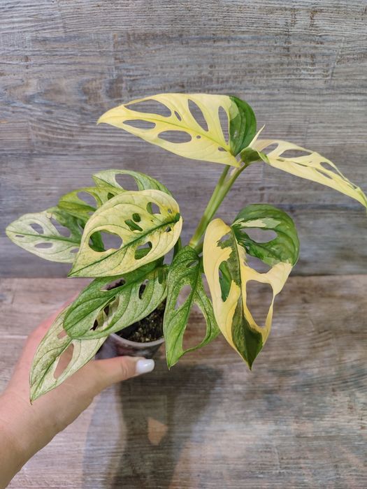 Монстера Адансонії варіагатна, Monstera Adansonii variegata