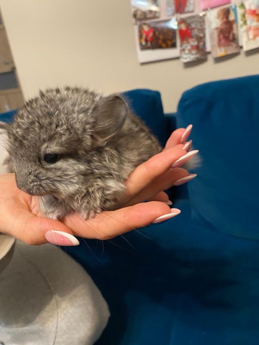 Szynszyl angora standard