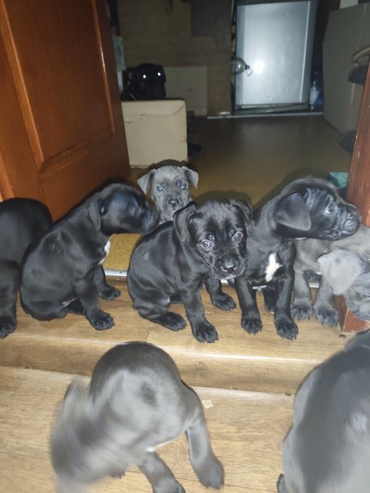 Продам щенков кане-корсо