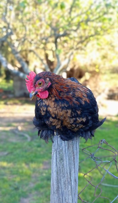 Galo Pekin - 3 meses e meio