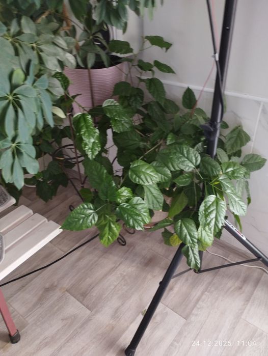 Китайськие  рози.Гибискус.