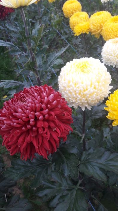 Хризантема Регалія Бордо черенок