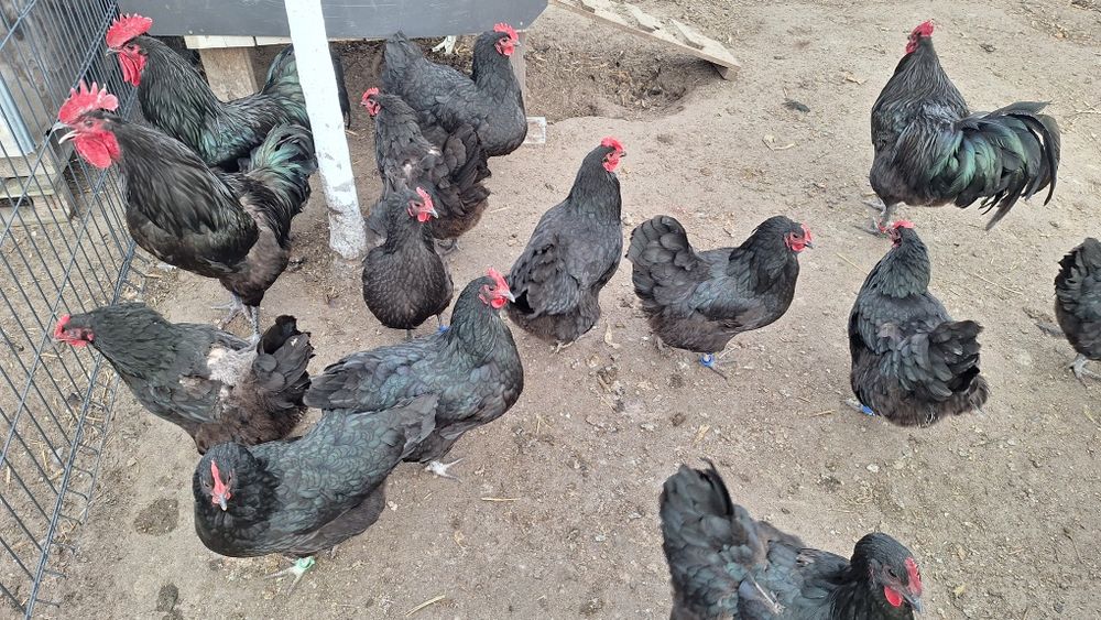 Jaja legowe australorp