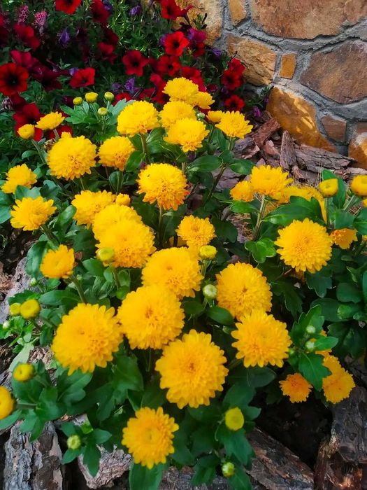 Хризантема рання кущова сорт Гелі