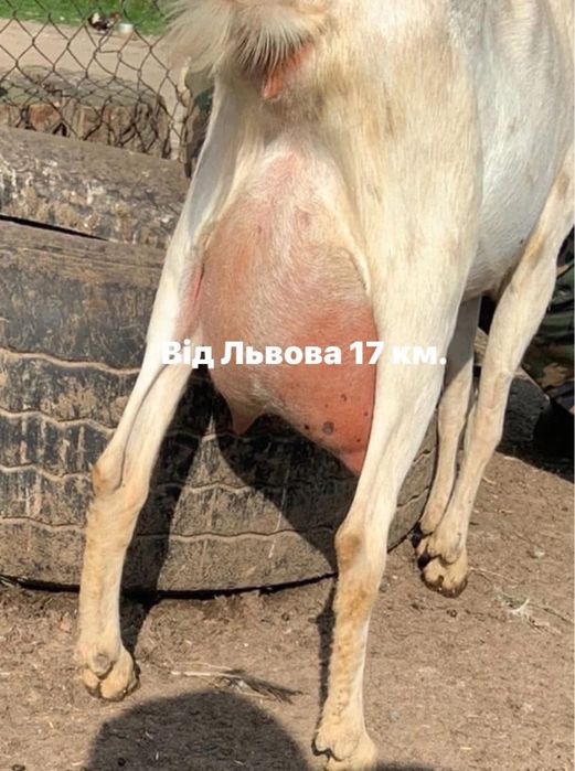 Індики,кури,індокачки(ваговики),кози(5літер молока)