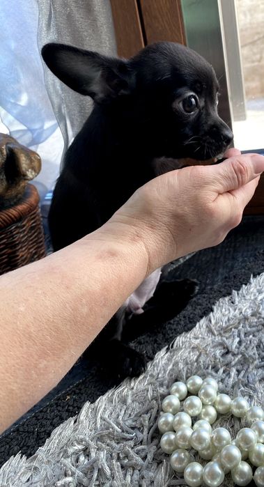 Чіхуа гарнесенькі