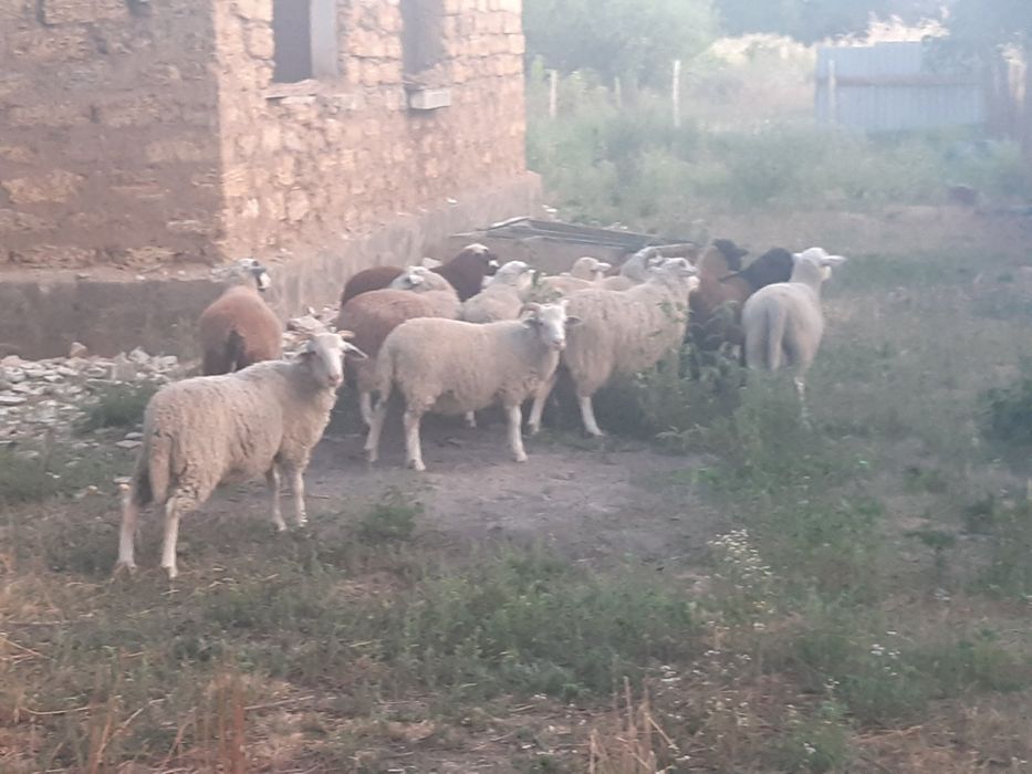 Продам молодих баранчиків