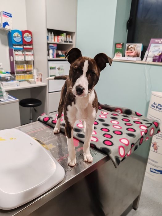 Dou cachorra porte pequeno médio 4 meses