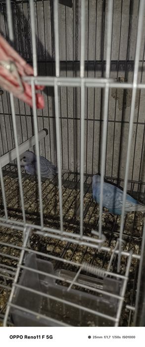 Vendo periquitos novos.