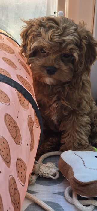 Cavapoo / chłopczyk