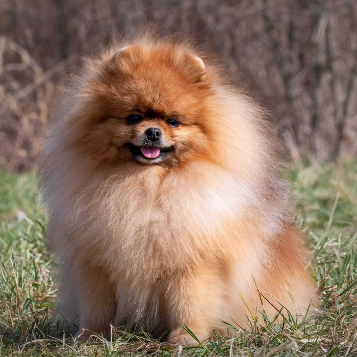 Pomeranian/Szpic miniaturowy ZKwP/FCI suczka