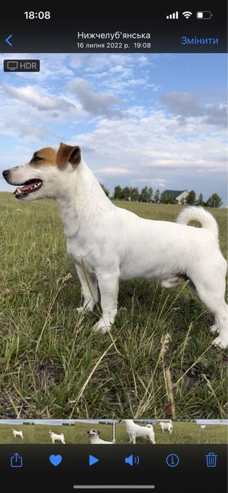 В’язка Джек Рассел тер‘єр