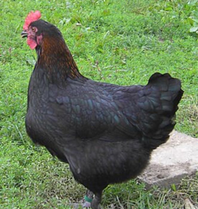 Ovos castanhos de raça maran