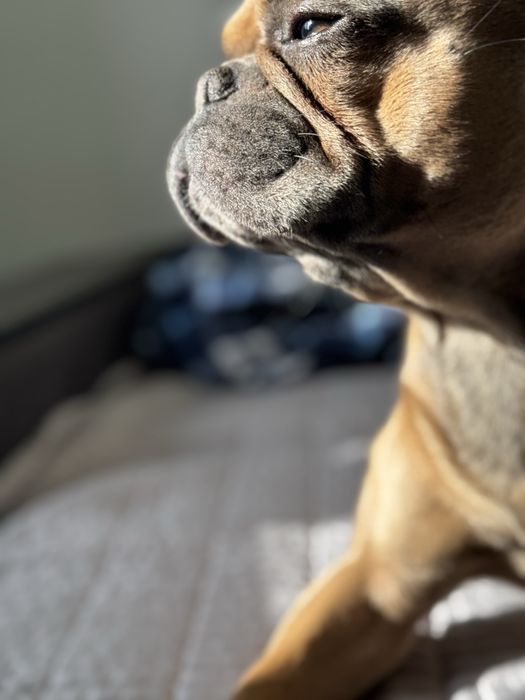 Вязка. Французский бульдог