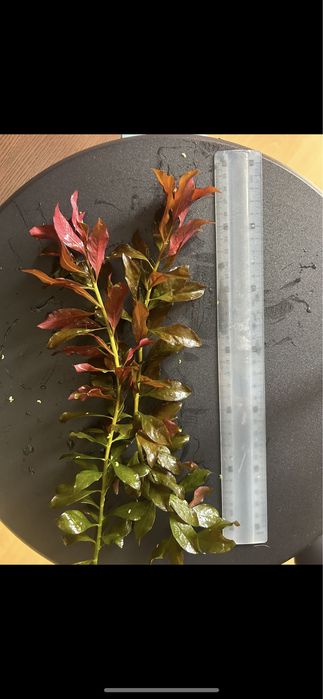 Plantas para Aquário / Ludwigia Repens Rubin
