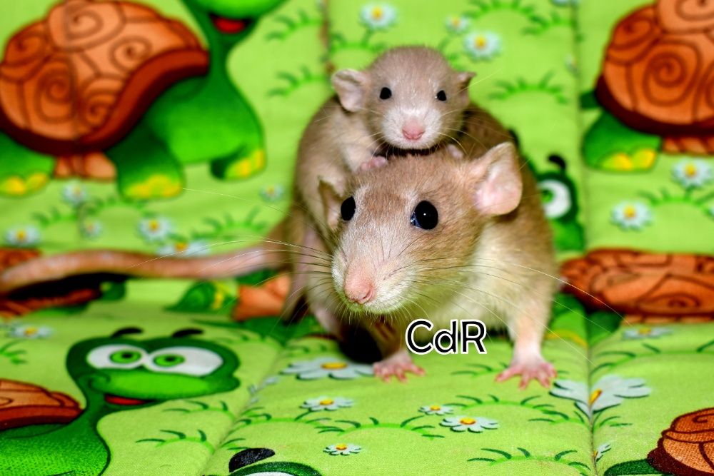 Szczur, szczurki, szczury dumbo/standard