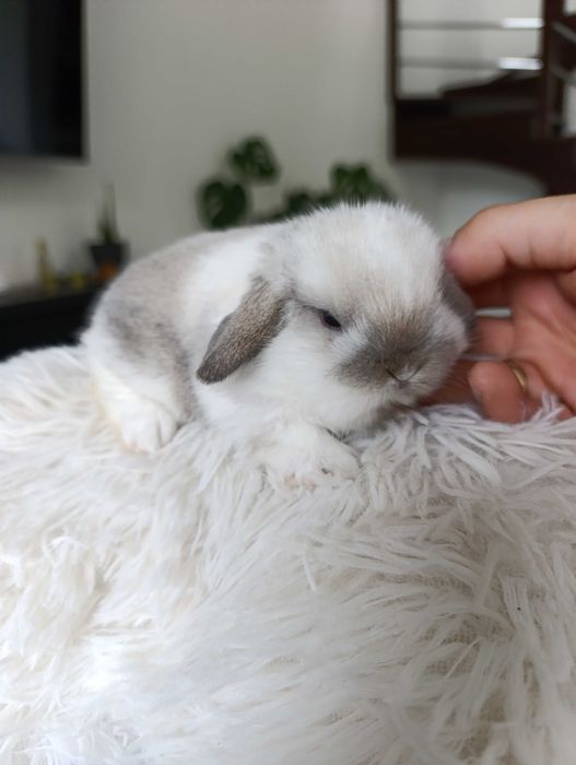 Mini lop karzełek Teddy hodowla zarejestrowana