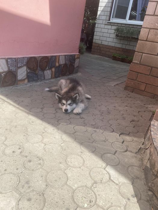 Хаски ищет невесту