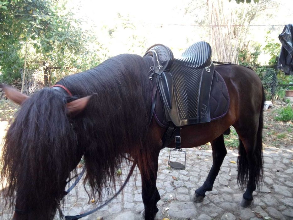 Cavalo Raça Garrano