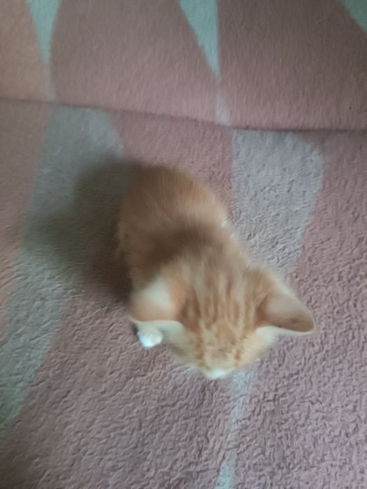 Ручні котята шукають дім