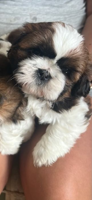 SHIH-TZU Pieski z Rodowodem