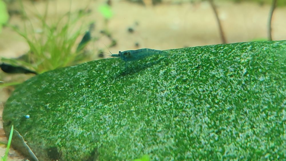 Camarões Neocaridina "Blue Carbon Rili"