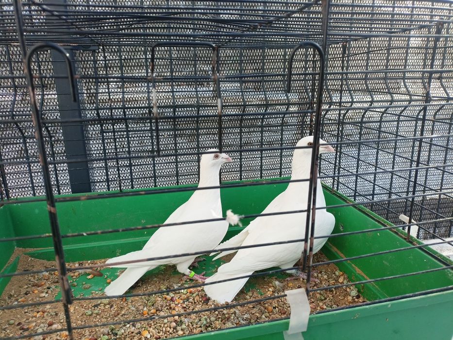 Białe pocztowe 2025