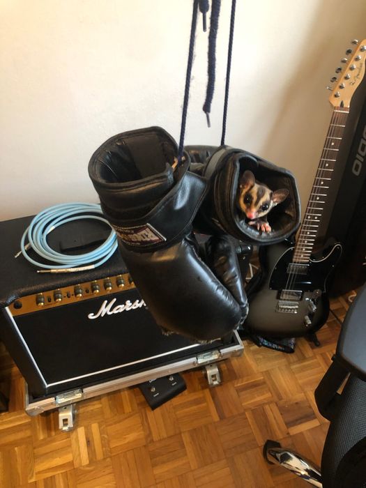 Lotopałanka Karłowata | Sugar Glider