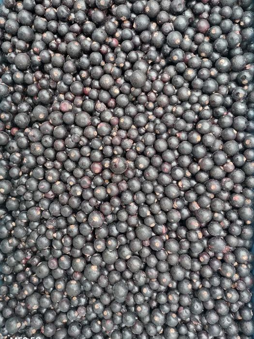 Maliny mrożone. Dostawa / WYSYŁKA