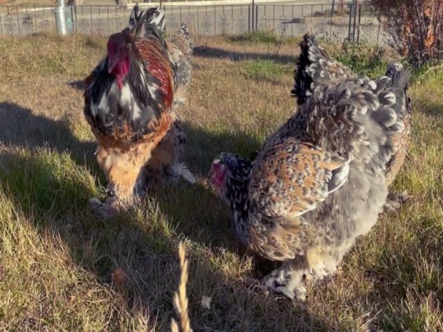 Продаю інкубаційне яйце, Брама фарфорова, лососева, колумбія.