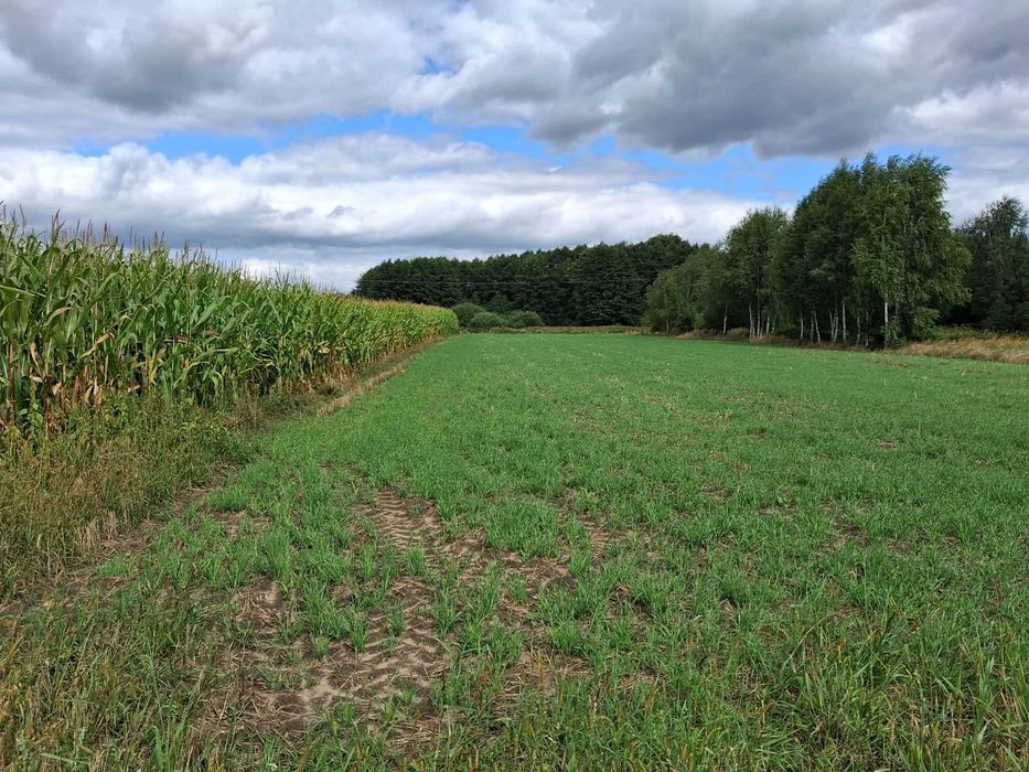 Działka budowlana 4000 m² Stara Jabłona gmina Niegosławice - Widok 3