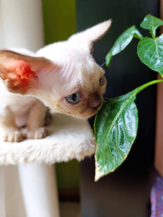 Kocurek Devon Rex CHEATER