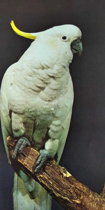 A Enciclopédia Salvat de Fauna de  Félix Rodríguez de la Fuente
