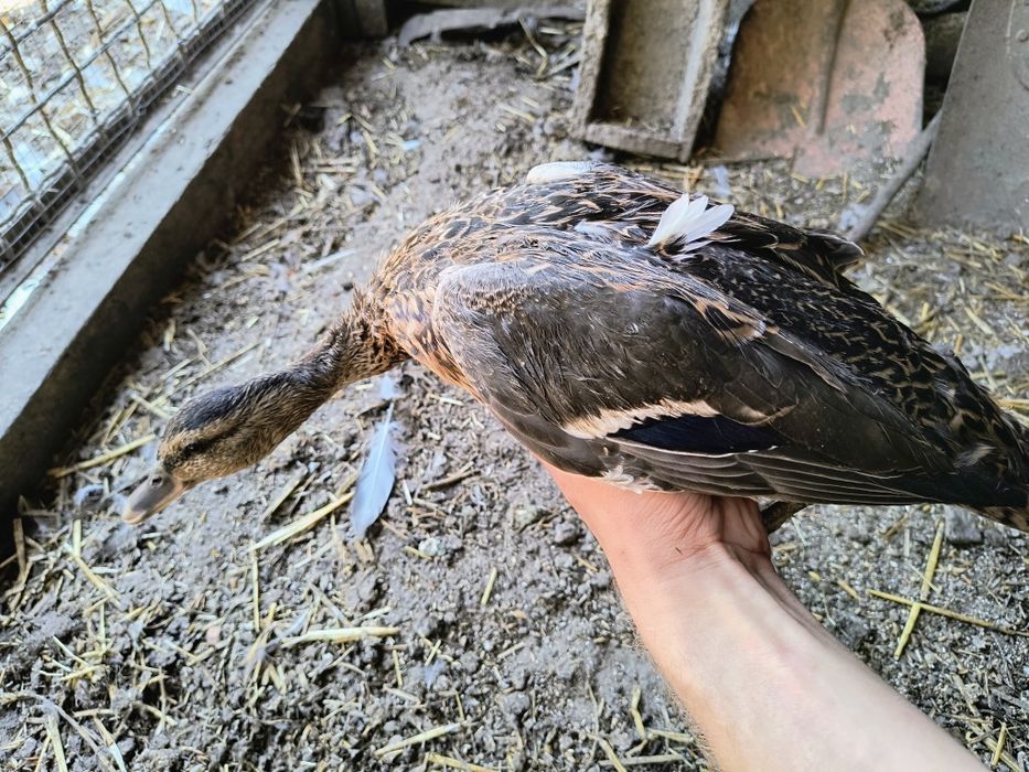 Sprzedam kaczki krzyżówki