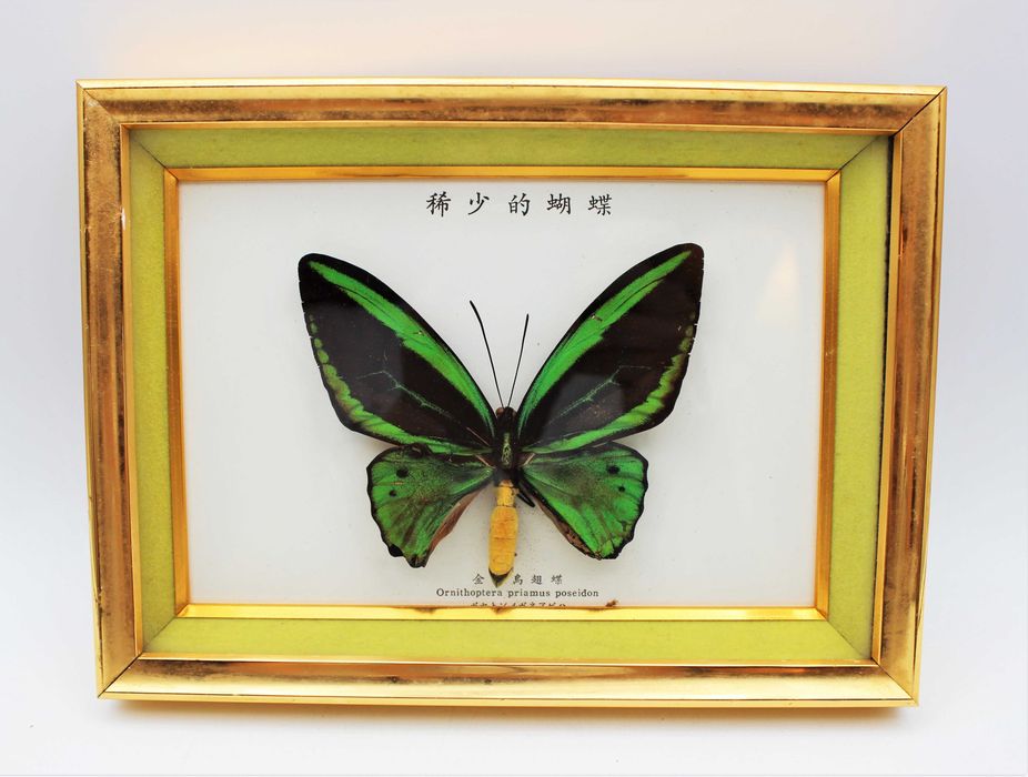 Quadro com Borboleta