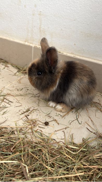 Coelho mini leon