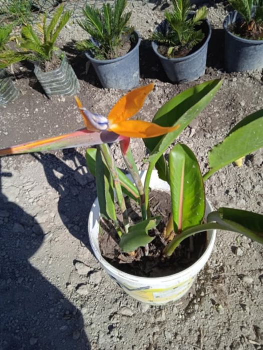 Vendo estrelicias com raiz, e com flor
