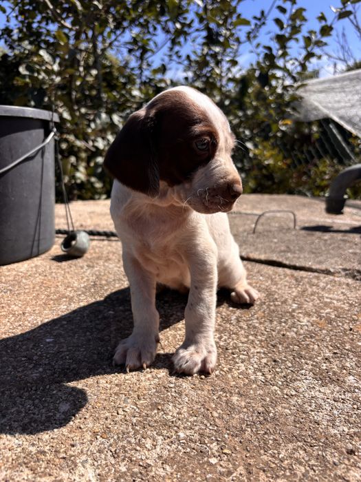 Cadela bebé para adocão (braco alemão/pointer)