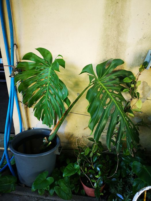 Monstera deliciosa – Planta com 2 folhas (50 cm)