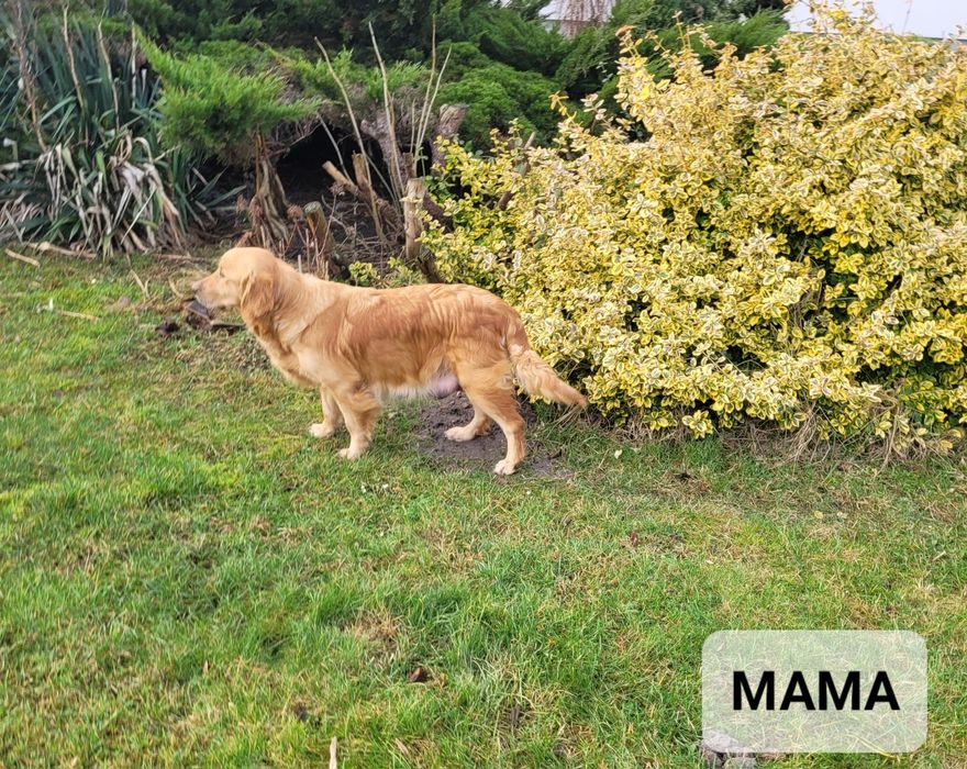 **Golden Retriever** Pies EDI**