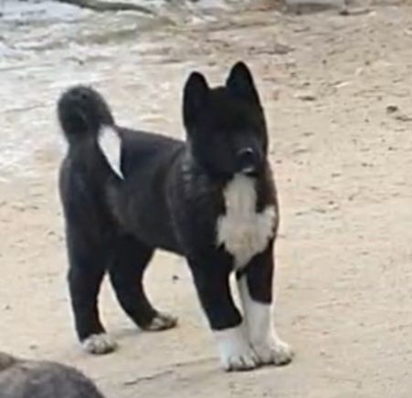 Akita Amerykańska Okazja