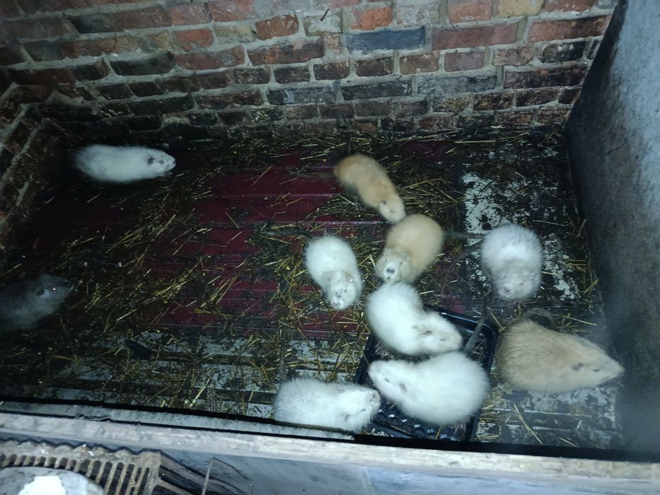 Продам м'ясо нутрій і нутрій сім'я ми