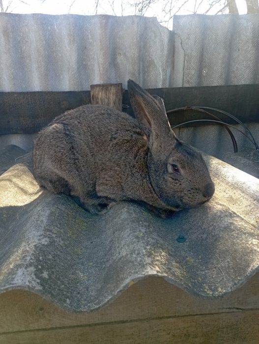 Кролик бельгійський Фландер