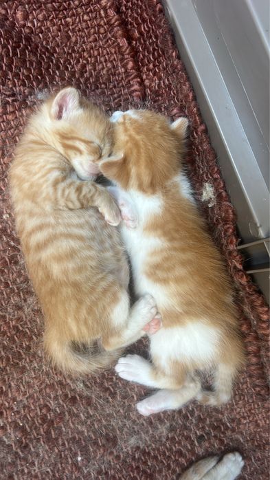 Gatinhos para Doação