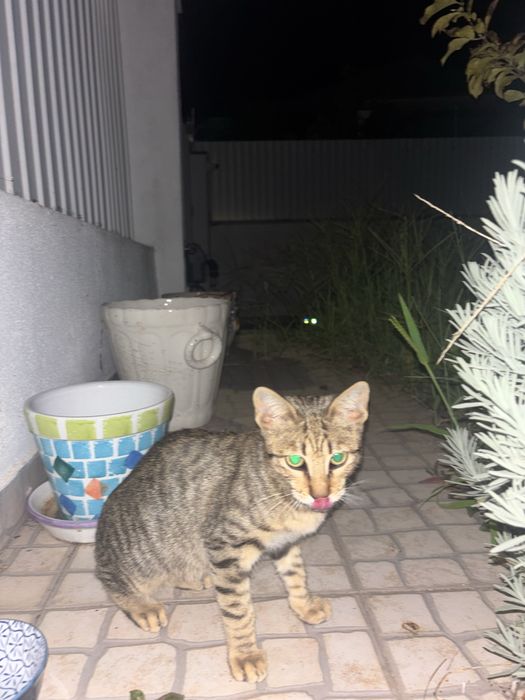 gato bebe super dócil