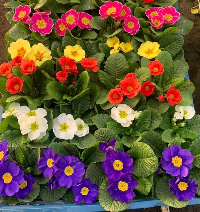 Примула, гіацинт, цикламен, вілла, гвоздика,квіти, 8 березня