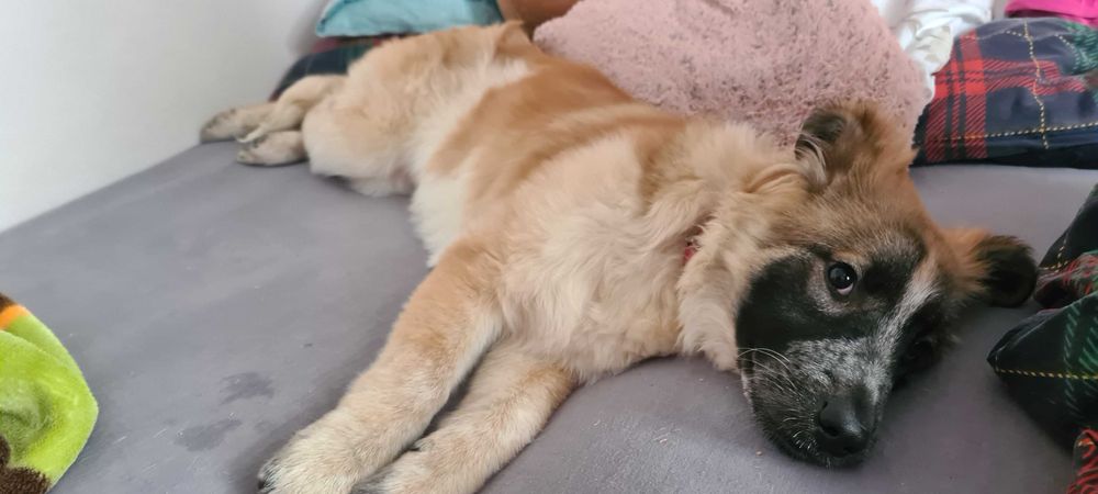 Oddam cudownego szczeniaczka (suczka)