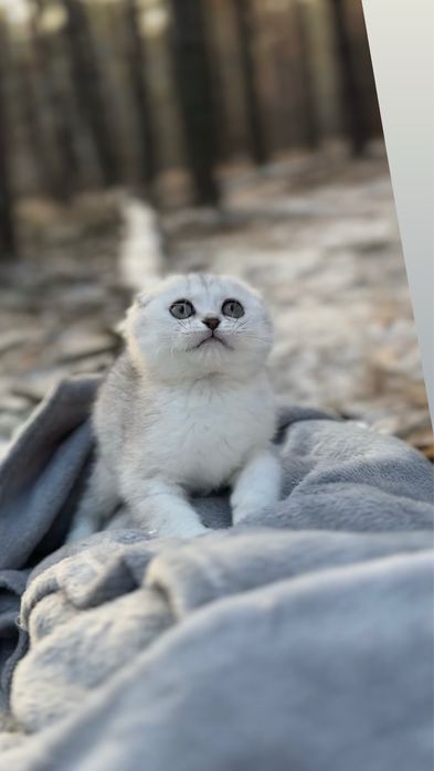 Киця вислову породиста срібна шиншила дівчинка шотландська